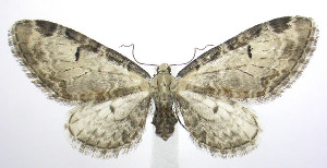  (Eupithecia ravocostaliata - jflandry0114)  @15 [ ] Copyright (2007) Jean-Francois Landry Canadian National Collection