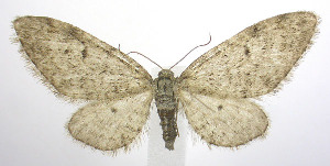  (Eupithecia swettii - jflandry0167)  @15 [ ] Copyright (2007) Jean-Francois Landry Canadian National Collection
