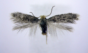  (Nepticulidae - jflandry0493)  @15 [ ] CreativeCommons - Attribution (2010) CBG Photography Group Centre for Biodiversity Genomics