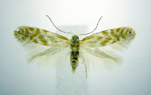  (Argyresthia canadensis - jflandry0484)  @14 [ ] Copyright (2007) Jean-Francois Landry Canadian National Collection