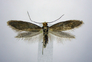  (Argyresthia abies - jflandry0764)  @14 [ ] Copyright (2007) Jean-Francois Landry Canadian National Collection