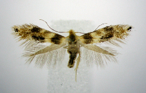  (Bucculatrix polytita - jflandry0850)  @14 [ ] Copyright (2007) Jean-Francois Landry Canadian National Collection