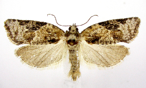  (Argyrotaenia mariana - jflandry0355)  @15 [ ] Copyright (2007) Jean-Francois Landry Canadian National Collection