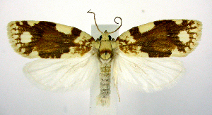  (Argyrotaenia alisellana - jflandry0632)  @15 [ ] Copyright (2007) Jean-Francois Landry Canadian National Collection