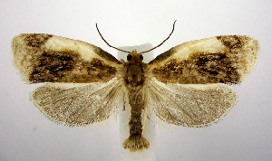  (Clepsis melaleucanus - jflandry0658)  @15 [ ] Copyright (2007) Jean-Francois Landry Canadian National Collection