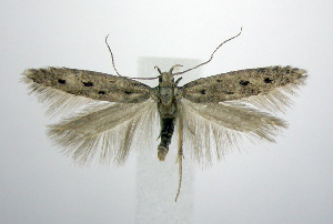  (Monochroa quinquepunctella - jflandry0512)  @14 [ ] CreativeCommons - Attribution (2010) CBG Photography Group Centre for Biodiversity Genomics