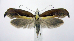  (Ypsolopha dentella - jflandry0862)  @15 [ ] Copyright (2007) Jean-Francois Landry Canadian National Collection