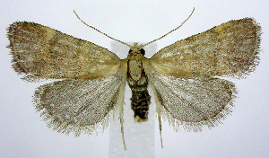  (Condylolomia participialis - jflandry1016)  @15 [ ] Copyright (2007) Jean-Francois Landry Canadian National Collection