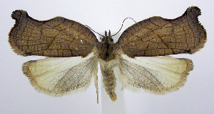  (Archips purpurana - jflandry1066)  @15 [ ] Copyright (2007) Jean-Francois Landry Canadian National Collection