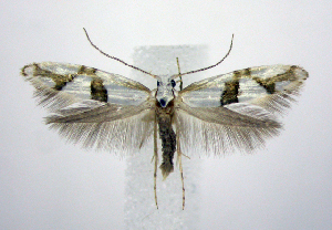  (Argyresthia oreasella - jflandry1102)  @15 [ ] Copyright (2007) Jean-Francois Landry Canadian National Collection
