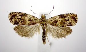  (Olethreutes olivaceana - jflandry1094)  @14 [ ] Copyright (2007) Jean-Francois Landry Canadian National Collection