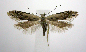  (Battaristis concinnusella - jflandry0961)  @14 [ ] Copyright (2007) Jean-Francois Landry Canadian National Collection
