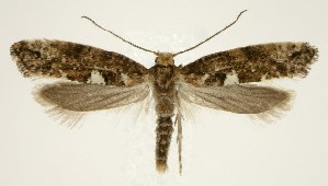  (Acrolepiopsis assectella - jflandry1156)  @15 [ ] Copyright (2007) Jean-Francois Landry Canadian National Collection