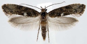  (Acrolepiopsis assectella - jflandry1671)  @15 [ ] Copyright (2007) Jean-Francois Landry Canadian National Collection