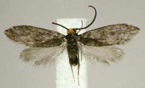  (Paraclemensia acerifoliella - jflandry2305)  @14 [ ] Copyright (2007) Jean-Francois Landry Canadian National Collection