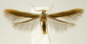  (Coleophora corylifoliella - jflandry2375)  @15 [ ] Copyright (2007) Jean-Francois Landry Canadian National Collection