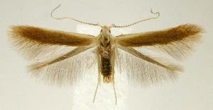  (Coleophora laticornella - jflandry2377)  @15 [ ] Copyright (2007) Jean-Francois Landry Canadian National Collection