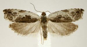  (Ancylis nubeculana - jflandry2422)  @15 [ ] Copyright (2007) Jean-Francois Landry Canadian National Collection