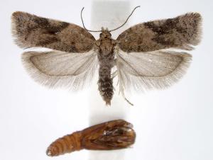  (Acleris caryosphena - jflandry2541)  @15 [ ] Copyright (2007) Jean-Francois Landry Canadian National Collection