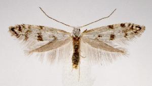  (Argyresthia thuiella - jflandry2614)  @14 [ ] Copyright (2007) Jean-Francois Landry Canadian National Collection