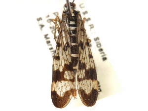  ( - BIOUG35303-B03)  @11 [ ] CreativeCommons - Attribution (2017) Unspecified Centre for Biodiversity Genomics