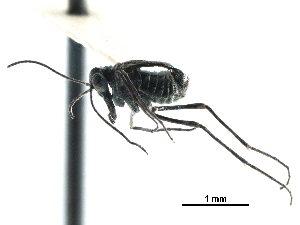  ( - BIOUG35304-F10)  @11 [ ] CreativeCommons - Attribution (2017) Unspecified Centre for Biodiversity Genomics