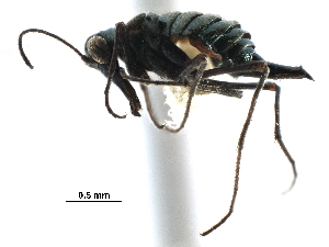  ( - BIOUG35304-G01)  @11 [ ] CreativeCommons - Attribution (2017) Unspecified Centre for Biodiversity Genomics