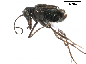  ( - BIOUG35304-G02)  @11 [ ] CreativeCommons - Attribution (2017) Unspecified Centre for Biodiversity Genomics