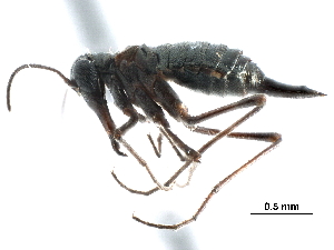  ( - BIOUG35304-G04)  @11 [ ] CreativeCommons - Attribution (2017) Unspecified Centre for Biodiversity Genomics