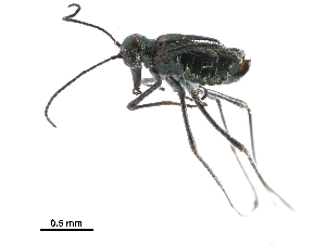  ( - BIOUG35304-G09)  @11 [ ] CreativeCommons - Attribution (2017) Unspecified Centre for Biodiversity Genomics