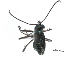  ( - BIOUG35304-G12)  @11 [ ] CreativeCommons - Attribution (2017) Unspecified Centre for Biodiversity Genomics