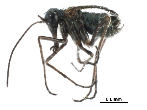  ( - BIOUG35304-H01)  @11 [ ] CreativeCommons - Attribution (2017) Unspecified Centre for Biodiversity Genomics