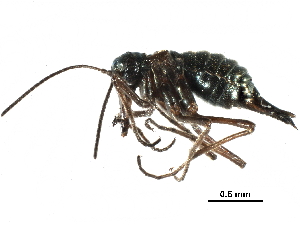  ( - BIOUG35304-H02)  @11 [ ] CreativeCommons - Attribution (2017) Unspecified Centre for Biodiversity Genomics