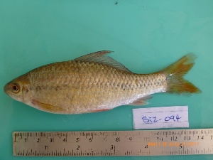  ( - CMGG-2011-622)  @12 [ ] CreativeCommons - Attribution Non-Commercial Share-Alike (2013) CMGG CMGG