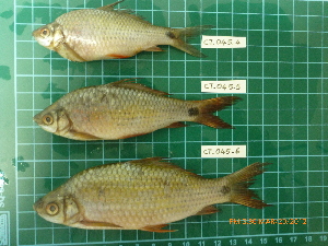  ( - CMGG-2012-143)  @11 [ ] CreativeCommons - Attribution Non-Commercial Share-Alike (2013) CMGG CMGG