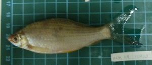  ( - CMGG-2013-1321)  @11 [ ] CreativeCommons - Attribution Non-Commercial Share-Alike (2015) CMGG CMGG