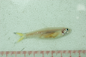 ( - CaT-031018-Clupeoides 2)  @11 [ ] Copyright (2018) Unspecified Ho Chi Minh University of Science