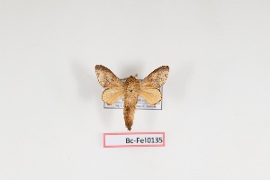  (Macromphaliinae - Bc-Fel0135)  @11 [ ] Unspecified (default): All Rights Reserved  Unspecified Unspecified