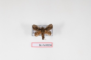  ( - Bc-Fel0156)  @11 [ ] Unspecified (default): All Rights Reserved  Unspecified Unspecified
