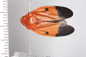  ( - JLPZ1675)  @11 [ ] CreativeCommons  Attribution Non-Commercial Share-Alike (2022) Jeremie Lapeze Institut National de la Recherche Agronomique, Zoologie Forestiere