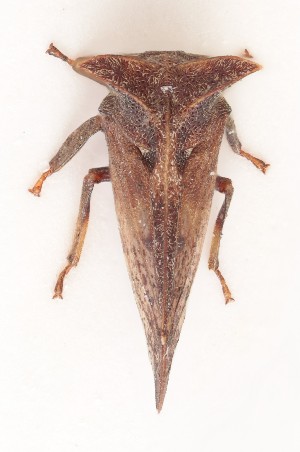  ( - JLPZ0043)  @11 [ ] CreativeCommons  Attribution Non-Commercial Share-Alike (2019) Jeremie Lapeze Institut National de la Recherche Agronomique, Zoologie Forestiere