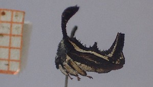  (Notocera cruciata - JLPZ2987)  @11 [ ] CreativeCommons  Attribution Non-Commercial Share-Alike (2025) Jeremie Lapeze Institut National de la Recherche Agronomique, Zoologie Forestiere