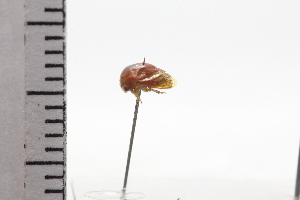 (Rhexia - JLPZ0694)  @11 [ ] CreativeCommons  Attribution Non-Commercial Share-Alike (2022) Jeremie Lapeze Institut National de la Recherche Agronomique, Zoologie Forestiere
