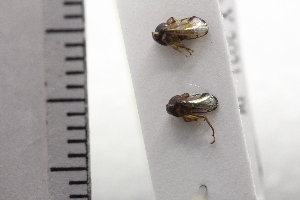  (Biturritiinae - JLPZ0841)  @11 [ ] CreativeCommons  Attribution Non-Commercial Share-Alike (2022) Jeremie Lapeze Institut National de la Recherche Agronomique, Zoologie Forestiere