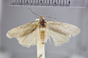  (Athrypsiastis - NHMUK010923059)  @11 [ ] CreativeCommons  Attribution Non-Commercial Share-Alike (2018) Mark J. Sterling NHMUK