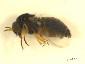  ( - BIOUG01784-C11)  @12 [ ] CreativeCommons - Attribution (2012) CBG Photography Group Centre for Biodiversity Genomics
