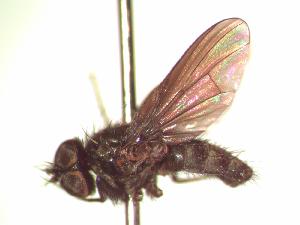  (Spilogona anthrax - BUIC-AK088)  @13 [ ] Unspecified (default): All Rights Reserved  Unspecified Unspecified