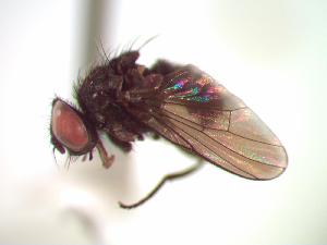  (Spilogona atrisquamula - BUIC-CHU0446)  @14 [ ] Unspecified (default): All Rights Reserved  Unspecified Unspecified