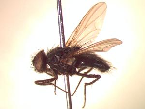  (Hydrotaea cristata - BUIC-CHU0654)  @13 [ ] Unspecified (default): All Rights Reserved  Unspecified Unspecified