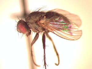  (Pseudocoenosia brevicauda - BUIC-CHU0699)  @13 [ ] Unspecified (default): All Rights Reserved  Unspecified Unspecified